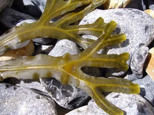 chaetophoraceae,macroalgae,flexuosa,pachystachys lutea,selaginella,seaweed,seaweeds,fasciola,euphyllia paraancora,hydrozoa,aspidosperma,hydroid,vastola,phyllodesmium,eliurus,microphylla,aptenodytes forsteri,eriphia verrucosa,poecile montanus,chaetodontidae