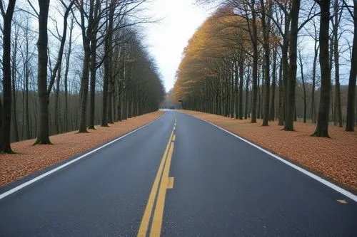 a empty road in a deserted area lined with trees,forest road,long road,open road,empty road,straight ahead,road to nowhere