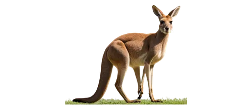 macropus,kangas,macropus rufogriseus,kangaroo,kanga,macropus giganteus,eastern grey kangaroo,cangaroo,kangaroos,macropods,roo,australiae,australian wildlife,dinkum,guanaco,roos,wallaroo,australia zoo,austrasian,australoid,Art,Artistic Painting,Artistic Painting 30