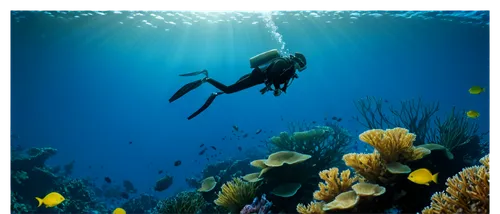 underwater background,diving fins,scuba diving,underwater landscape,freediving,scuba,marine life,sea life underwater,cousteau,ocean underwater,deep ocean,duiker island,underwater world,undersea,divemaster,wyland,freediver,ningaloo,red sea,great barrier reef,Photography,Documentary Photography,Documentary Photography 34