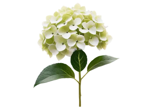 Delicate hydrangea flowers, white petals, soft gentle shape, intricate flower center, green leaves, stems with subtle texture, morning dew, soft natural light, 3/4 composition, shallow depth of field,