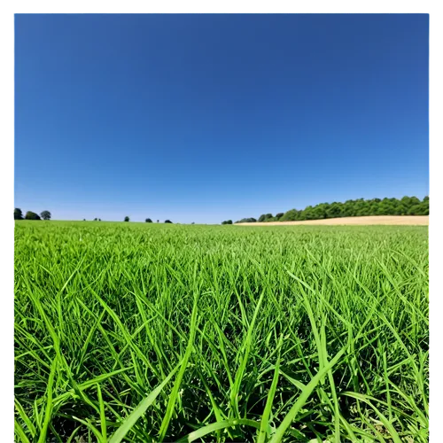 grain field panorama,triticale,ryegrass,wheat germ grass,foxtail barley,barley cultivation,wheat crops,rye in barley field,green grain,arable,barley field,ricefield,fungicides,green wheat,cordiale,cultivated field,aegilops,agricolas,wheat grasses,durum wheat,Illustration,Retro,Retro 06