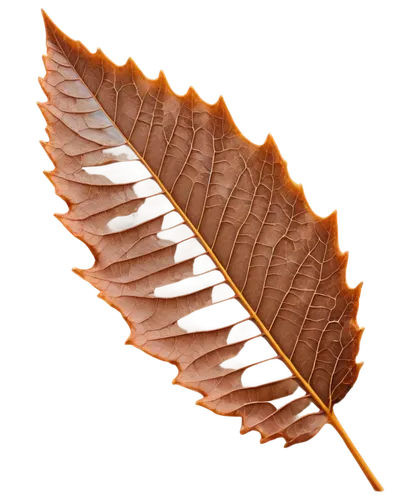 Brown autumn leaf, solo, curved stem, veins visible, wavy edges, dry texture, detailed wrinkles, morning dew, soft sunlight, close-up shot, shallow depth of field, warm color tone, cinematic lighting,