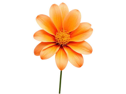 orange dahlia,flowers png,orange flower,chrysanthemum background,star dahlia,gazania,orange marigold,orange lily,calenduleae,flower of dahlia,calendula,dahlia flower,flower background,two-tone flower,chrysanthemum,orange petals,autumn chrysanthemum,garden dahlia,korean chrysanthemum,orange,Illustration,Japanese style,Japanese Style 18