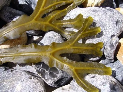 pachystachys lutea,macroalgae,chaetophoraceae,flexuosa,seaweeds,fucus,hydroid,seaweed,eriphia verrucosa,eliurus,microphylla,euphyllia paraancora,selaginella,aspidosperma,hydrozoa,phyllodesmium,aptenodytes forsteri,nudibranchs,poecile montanus,elaeocarpaceae