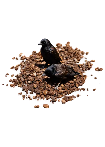 Crow feces, black droppings, shiny surface, irregular shape, rough texture, splattered on ground, dark brown color, strong contrast with surrounding environment, close-up shot, macro photography, shal