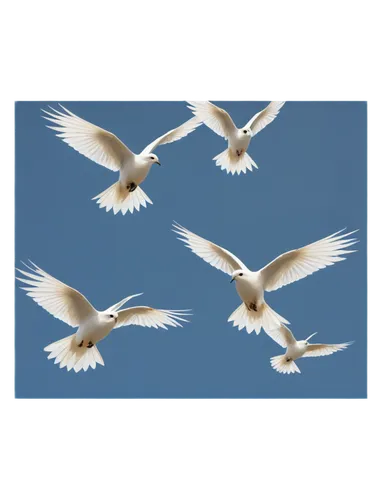 dove of peace,doves of peace,flying sea gulls,birds flying,birds in flight,lazio,migratory birds,flying birds,crested terns,peace dove,group of birds,sea gulls,migratory bird,weather icon,gullfaks,aguiluz,herring gulls,cygnes,bird flight,bird flying,Illustration,Japanese style,Japanese Style 17