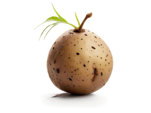 mandora,pear cognition,resprout,potato character,rock pear,rutabaga,pinya,pear,seedling,pepino,persian onion,onion seed,tuberosum,sapodilla,koropeckyj,rustic potato,poire,zoeggler,bulbous plant,marasmiaceae,Illustration,Vector,Vector 12