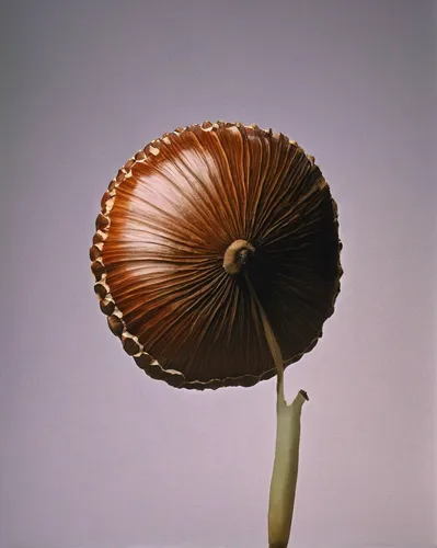 Write a suspenseful scene with a chestnut mushroom as a clue,umbrella mushrooms,chestnut mushroom,parasol,lingzhi mushroom,coprinopsis picacea,enokitake,parasols,japanese kuchenbaum,japanese umbrella,