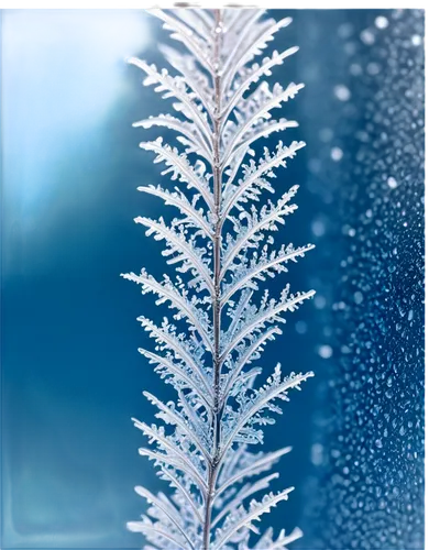 snowflake background,hoarfrost,blue snowflake,winter background,frostiness,ice rain,frost,dendrite,blue spruce,christmas snowy background,frostings,dendrites,ground frost,frosts,ice crystals,snow crystals,christmas snowflake banner,ice crystal,frostily,dendritic,Illustration,Japanese style,Japanese Style 15