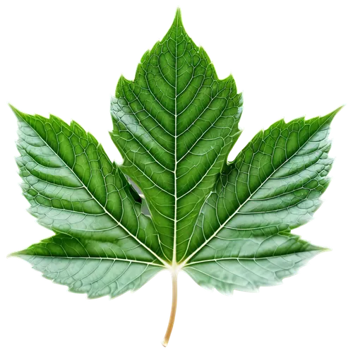 walnut leaf,custody leaf,chestnut leaf,nettle leaves,leaf background,fig leaf,mint leaf,grape leaf,beech leaf,mape leaf,leaf vegetable,chestnut with leaf,foliage leaf,maple foliage,the leaves of chestnut,fan leaf,mammoth leaf,raspberry leaf,leaf pattern,chestnut leaves,Photography,Documentary Photography,Documentary Photography 02