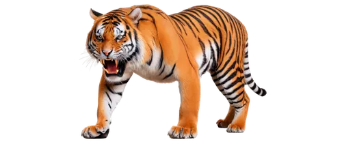 tiger png,a tiger,tiger,bengal tiger,tigerle,tigers,bengalenuhu,tiger head,asian tiger,bengal,siberian tiger,tiger cat,amurtiger,sumatran tiger,schleich,type royal tiger,chestnut tiger,royal tiger,toyger,3d model,Illustration,Abstract Fantasy,Abstract Fantasy 17