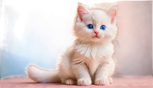 blue eyes cat,cat with blue eyes,cat on a blue background,white cat,cute cat,snowbell,british longhair cat,birman,blue eyes,ragdoll,colotti,breed cat,kittu,kittenish,blue eye,the blue eye,siamese cat,heterochromia,cats angora,siberian cat,Conceptual Art,Fantasy,Fantasy 24