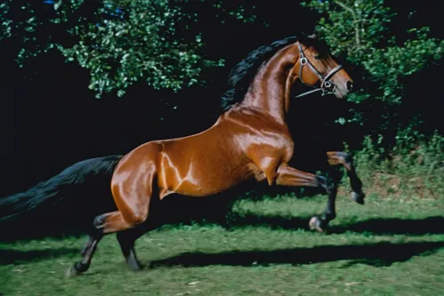 An enraged horse breaks free from its reins during a wild chase.,belgian horse,kutsch horse,horse running,vintage horse,dream horse,standardbred,brown horse,arabian horse,racehorse,mustang horse,a hor