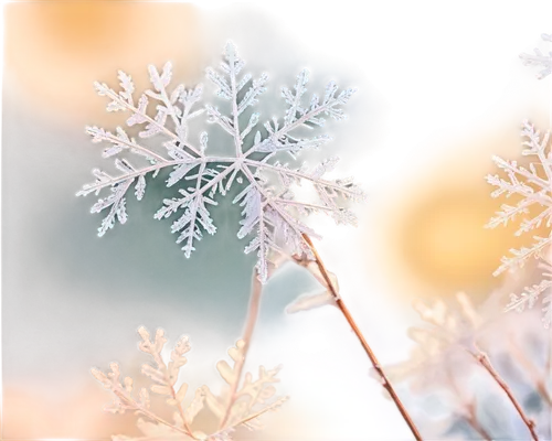 snowflake background,hoarfrost,winter background,frozen morning dew,wintry,ice crystal,winter magic,morning frost,frosted rose hips,heracleum (plant),white snowflake,frost,ice flowers,the first frost,crystalline,frosty weather,winter aster,frosted glass,winter dream,christmas snowy background,Art,Classical Oil Painting,Classical Oil Painting 43