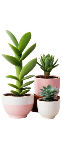 potted plants,houseplants,succulent plant,succulents,plants in pots,house plants,small plants,hostplants,plantes,little plants,potted plant,plants,green plants,plantlets,houseplant,hostplant,cactus digital background,pot plant,beautiful succulents,tube plants,Art,Artistic Painting,Artistic Painting 06