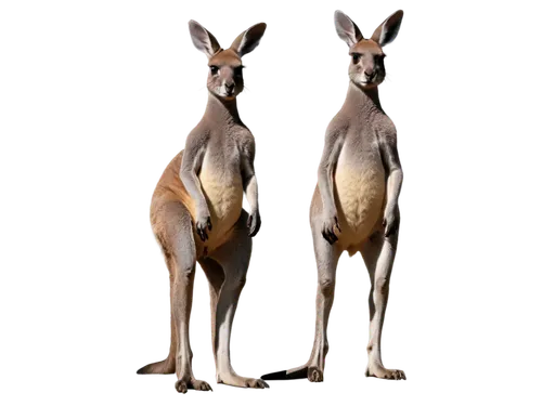 kangaroos,kangaroo,eastern grey kangaroo,cangaroo,macropus rufogriseus,red kangaroo,pair of ungulates,kangaroo mob,macropodidae,macropus giganteus,marsupial,kangaroo with cub,giraffidae,wallabies,llamas,anthropomorphized animals,rednecked wallaby,australian wildlife,antelopes,bennetts wallaby,Photography,Artistic Photography,Artistic Photography 06