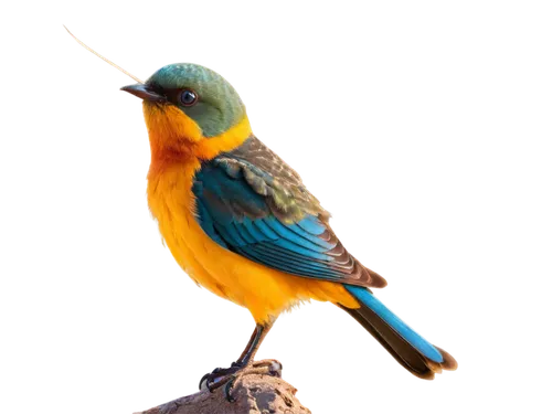 garrison,beautiful bird,colorful birds,eurasian kingfisher,alcedo,an ornamental bird,pajaro,bluebird perched,male bluebird,passerine bird,bird png,orange-breasted sunbird,bluebird,orange beak,songcatcher,nature bird,ornamental bird,european bee eater,passerine,bird photography,Conceptual Art,Sci-Fi,Sci-Fi 08