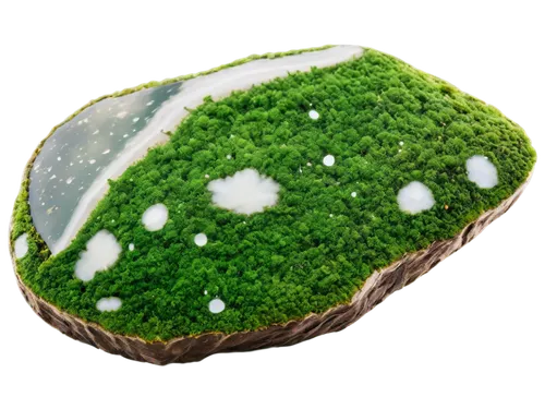 aaaa,aaa,the green coconut,earth fruit,chloropaschia,chloroplasts,palta,xylem,microalgae,biopure,grass golf ball,mushroom landscape,bioenergy,biopolymer,green wallpaper,cercospora,chlorophyta,olivine,phyllosilicate,patrol,Photography,Documentary Photography,Documentary Photography 17