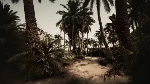 OASIS VINTAGE,date palms,palm pasture,palm forest,coconut palms,palms,two palms,royal palms,palm garden,date palm,coconut trees,washingtonia,palm,palmtrees,white palm,palmera,palm tree,palmtree,wine p