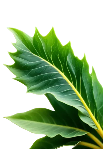 leaf background,tropical leaf,spring leaf background,tree leaf,tropical leaf pattern,green leaf,leaf green,fern leaf,palm leaf,green wallpaper,jungle leaf,beech leaf,mape leaf,coconut leaf,walnut leaf,green leaves,leafed,tree leaves,palm leaves,fig leaf,Conceptual Art,Fantasy,Fantasy 10