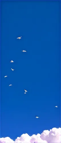 birds in flight,silver gulls,flying sea gulls,gulls,sea gulls,birds flying,seagulls flock,a flock of pigeons,seagulls,migrating,flock of birds,terns,group of birds,white pigeons,flying birds,crested terns,storks,cygnes,herring gulls,egrets,Illustration,Retro,Retro 20