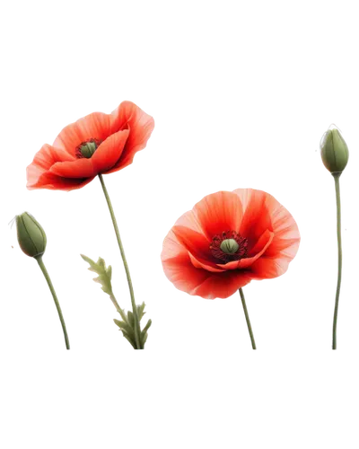 flowers png,poppy flowers,klatschmohn,red poppies,poppies,red poppy,flower background,red anemones,a couple of poppy flowers,papaver,poppy plant,mohn,paper flower background,floral poppy,tulip background,poppy flower,papaver orientale,flower painting,poppy anemone,minimalist flowers,Illustration,Realistic Fantasy,Realistic Fantasy 16