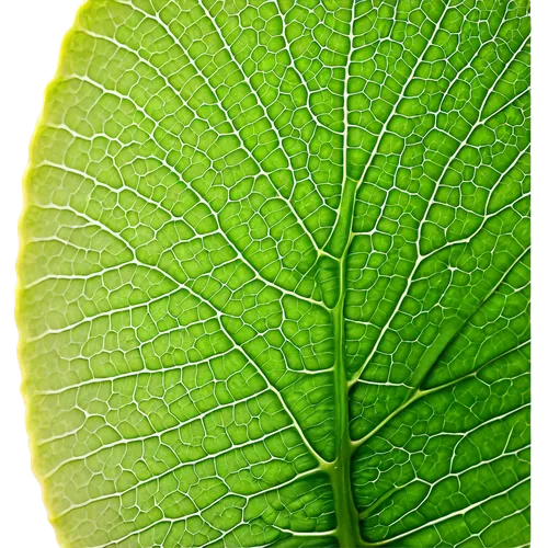 grape leaf,tropical leaf,leaf structure,fan leaf,leaf veins,fig leaf,leaf macro,magnolia leaf,beech leaf,mammoth leaf,custody leaf,water lily leaf,mape leaf,tree leaf,ginkgo leaf,jungle leaf,leaf,green leaf,tropical leaf pattern,fern leaf,Illustration,Retro,Retro 21