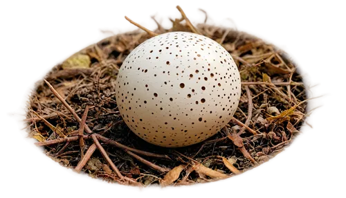 Brown grouse egg, oval shape, smooth surface, cream-colored shell, small brown speckles, solitary, forest floor, morning light, shallow depth of field, warm color tone, soft focus.,egg shell,bird's eg