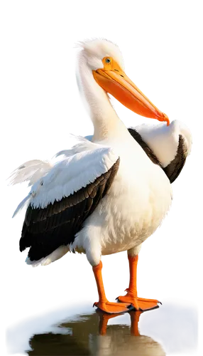 eastern white pelican,white pelican,great white pelican,dalmatian pelican,pelican,great white pelicans,a pair of geese,ruddy shelducks,pelicans,gooseander,shelduck,galliformes,greylag goose,cayuga duck,a species of marine bird,australian shelduck,stork,brown pelican,nile goose,platycercus,Art,Classical Oil Painting,Classical Oil Painting 29