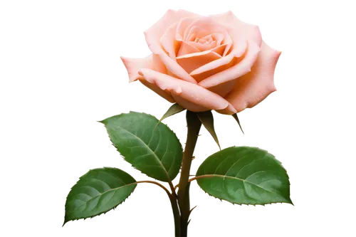 pink rose,rose png,romantic rose,peach rose,rose flower,flower rose,landscape rose,evergreen rose,arrow rose,scented rose,historic rose,noble rose,rose bloom,bicolored rose,rose clover,orange rose,bright rose,rose bud,old rose,tea rose,Photography,Documentary Photography,Documentary Photography 20