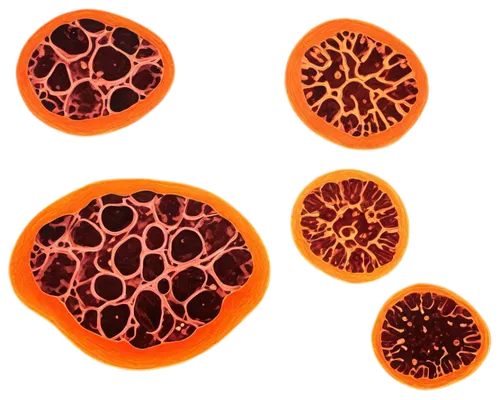 spherules,spheroids,keratinocytes,adipocyte,thymocytes,leukocytes,lava balls,adipocytes,oocytes,enterocytes,oocyte,liposomes,microvilli,stemcells,megakaryocytes,intercellular,cell structure,mitosis,sporocysts,microvesicles,Art,Artistic Painting,Artistic Painting 22