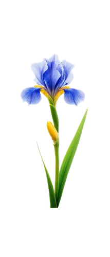 flowers png,blu flower,blue flower,gentians,flower background,dayflower,spiderwort,flower wallpaper,tulip background,flower illustrative,dwarf iris,gentiana,gentian,iridaceae,flower illustration,blue petals,chionodes,blue flowers,butterwort,trumpet gentian,Art,Artistic Painting,Artistic Painting 33