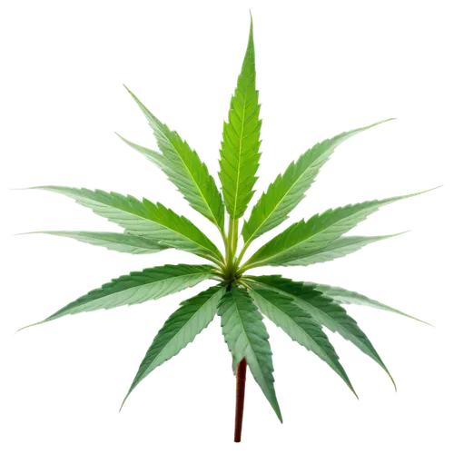 huana,cannabidiol,green leaf,tropical leaf,leaf background,mape leaf,jungle leaf,custody leaf,green plant,crop plant,leaf bud,endocannabinoid,mint leaf,bud break,palm leaf,spring leaf background,fern leaf,leafed,mugwort,pokok,Illustration,Realistic Fantasy,Realistic Fantasy 29