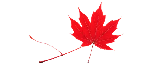 maple leaf red,red maple leaf,maple leaf,canadian flag,red leaf,yellow maple leaf,leaf background,maple leave,maple leaves,maple foliage,red maple,canada cad,maple bush,fan leaf,canadian,canada,spring leaf background,thunberg's fan maple,leaf drawing,raspberry leaf,Art,Classical Oil Painting,Classical Oil Painting 44