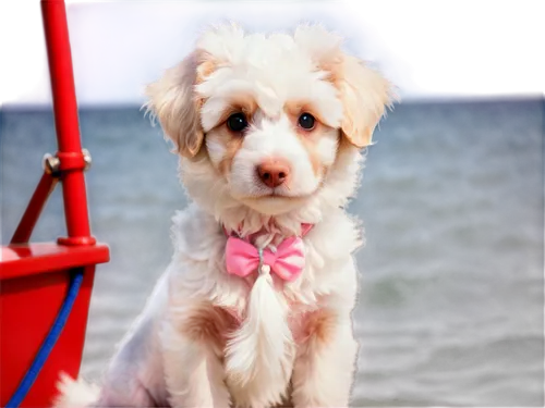 havanese,shih poo,cute puppy,pink bow,shih tzu,cavalier king charles spaniel,chihuahua poodle mix,cute tie,maltese,huichon,bow tie,labradoodle,biewer yorkshire terrier,dog pure-breed,mixed breed dog,yorkie puppy,schnoodle,jack russell terrier,bowtie,dandie,Illustration,Realistic Fantasy,Realistic Fantasy 19