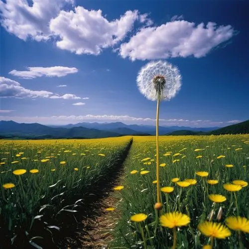 dandelion background,dandelion field,taraxacum,dandelion meadow,flying dandelions,dandelion flower,taraxacum officinale,common dandelion,dandelion flying,dandelions,dandelion,dandelion parachute ball,daffodil field,taraxacum ruderalia,flower field,sunflower field,dandelion seeds,blooming field,helianthus sunbelievable,flowers field,Photography,Documentary Photography,Documentary Photography 37