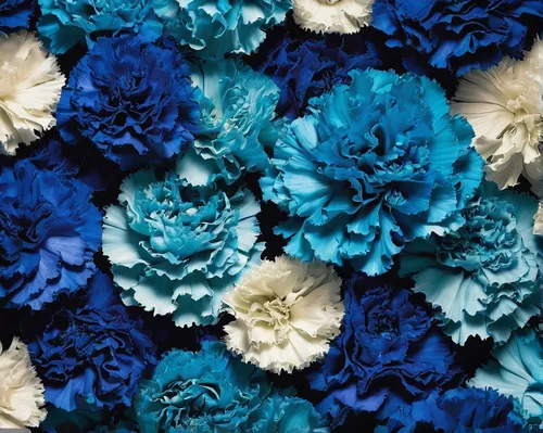 fabric flowers,flower fabric,blue chrysanthemum,hydrangeas,blue flowers,flowers fabric,fabric flower,blue hydrangea,flower blanket,kimono fabric,hydrangea background,denim fabric,hydrangeaceae,hydrangea,paper flowers,woolflowers,paper flower background,sea carnations,blue petals,blue daisies,Photography,Artistic Photography,Artistic Photography 05