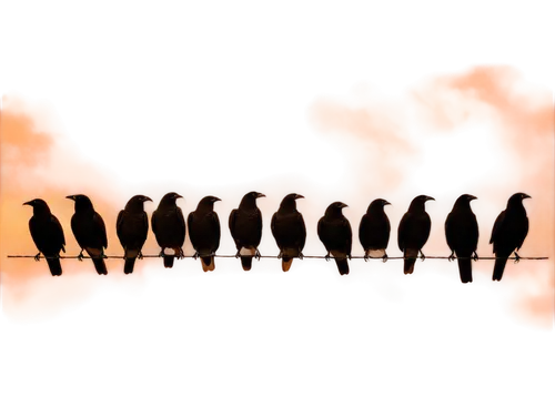 Silhouetted birds, multiple birds, perched on a thin wire, evening sky, orange hues, dark outlines, detailed feathers, beaks, legs, claws, subtle texture, soft focus, panoramic view, atmospheric persp