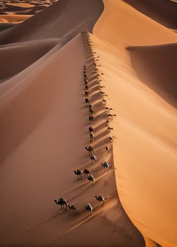 Line of camels being led along the top of a desert sand dune, shot on the DJI Mavic Air 2 drone,camel train,camel caravan,desert racing,admer dune,camels,desert run,valley of death,sahara desert,libya