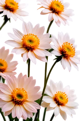 wood daisy background,chrysanthemum background,leucanthemum,flowers png,australian daisies,daisy flowers,african daisy,barberton daisies,african daisies,south african daisy,gerbera daisies,marguerite daisy,pink daisies,white daisies,coneflowers,leucanthemum maximum,flower background,daisies,ox-eye daisy,the white chrysanthemum,Conceptual Art,Daily,Daily 31