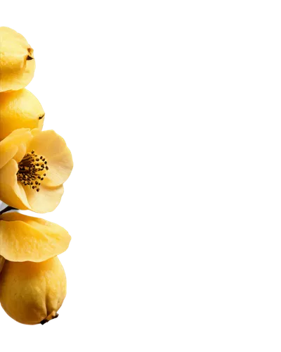 Quince fruit, golden yellow skin, intricate flower-like shape, delicate petals, soft focus, shallow depth of field, warm natural light, 3/4 composition, solo, isolated on transparent background, highl