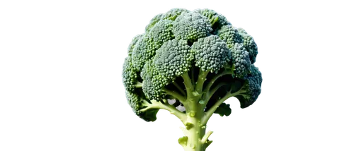 broccoflower,brassica oleracea var,brocoli broccolli,broccoli,brassica rapa,brassica,cruciferous vegetables,pak-choi,rapini,prussian asparagus,cleanup,green dragon vegetable,a vegetable,caulerpa,nymphaeaceae,gremolata,vegetable,black mustard,umbelliferae,celery plant,Photography,Documentary Photography,Documentary Photography 02