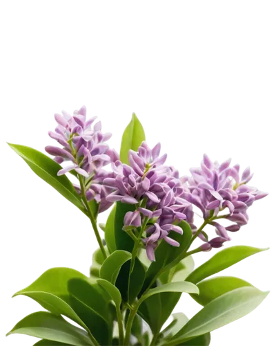 small-leaf lilac,common lilac,lilac flower,lilac flowers,lilacs,daphne flower,flowers png,syringa,white lilac,lilac blossom,valeriana,lilas,limonium,miconia,butterfly lilac,golden lilac,syringa vulgaris,lilac tree,purple lilac,lilac branch,Photography,Fashion Photography,Fashion Photography 05