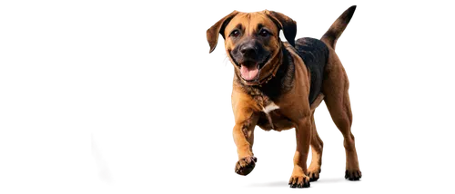 black mouth cur,bloodhound,rhodesian ridgeback,boerboel,ridgeback,oberweiler,coonhound,doberman,dogana,afghan hound,scenthound,bloodhounds,dog frame,saluki,rhodesian,dog illustration,schäfer dog,briard,hunting dog,vizla,Art,Artistic Painting,Artistic Painting 37