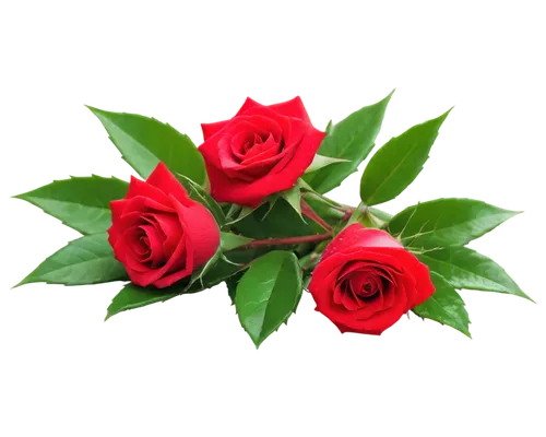 rose png,flowers png,bicolored rose,red roses,evergreen rose,noble roses,arrow rose,rose plant,flower rose,rosa nutkana,rose roses,red rose,hybrid tea rose,rosa,spray roses,rose arrangement,lady banks' rose ,lady banks' rose,rose flower,heart shape rose box,Conceptual Art,Oil color,Oil Color 07