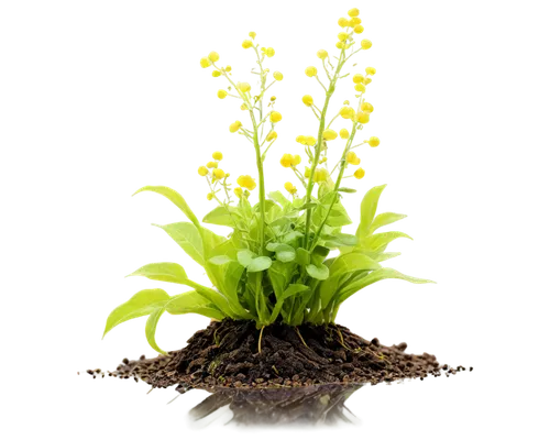 Mustard plant, green leaves, yellow flowers, small seeds, delicate stems, curled tendrils, soil surrounded roots, morning dew, soft natural light, 3/4 composition, shallow depth of field, warm color t