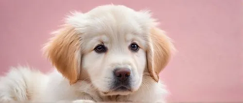 Pet portrait, cute puppy, golden retriever, fluffy fur, big brown eyes, pink nose, sitting, front paw raised, sweet expression, white background, soft focus, shallow depth of field, warm lighting, pas