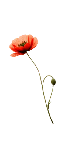 klatschmohn,red poppy,flowers png,flower background,poppy flower,papaver,poppy anemone,red gerbera,papaver orientale,poppy plant,gerbera flower,gerbera,stamen,red flower,flower illustrative,poppy flowers,floral poppy,mohn,red anemone,single flower,Illustration,Abstract Fantasy,Abstract Fantasy 18