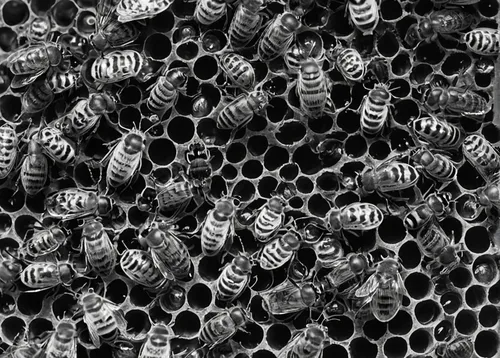 honeycomb structure,pollen warehousing,hive,bee eggs,trypophobia,wasps,varroa,swarm,building honeycomb,bee colony,honeycomb,colletes,stingless bees,apis mellifera,honeybees,solitary bees,swarms,honey bees,bees,beekeeping,Photography,Black and white photography,Black and White Photography 10